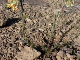 Glumicalyx lesuticus few stems